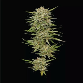 OG Kush > Humboldt Seed Company
